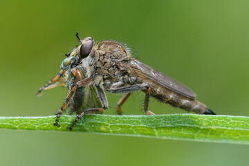 Close up of a robberfly , Asilidae, predating on a captured a fly on a green background