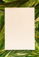creative layout, green leaves with white square frame, flat lay, invitation card.Organic baackground.