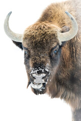 European bison (Bison bonasus), with beautiful white coloured background. Amazing endangered mammal with brown hair in the snow. Wildlife scene from nature, Czech Republic