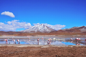 Flamingos in Lagoon in Atacama Desert, Chile. 