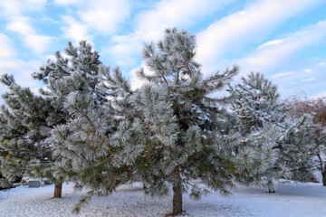 Winter landscape. Beautiful Christmas trees, covered with frost and snow, stand at the forest, in the park against the backdrop of picturesque clouds