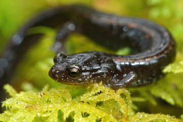 Close up of the black form of the  Western redback salamander , Plethodon vehiculum in Holcomb area, Washington state