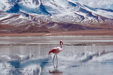 Flamingos in Lagoon in Atacama Desert, Chile.  © Emily