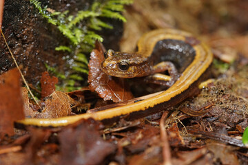 Close up of the yellow form of the  Western redback salamander , Plethodon vehiculum on the forest floor
