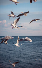 Fototapeta na wymiar seagulls, seashore, winter sea