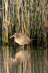 Clapper Rail 1