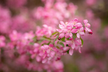 Blossoming of a young pink apple tree in a field in May
