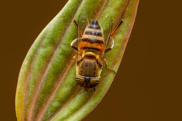 Close up  beautiful bee on flower

