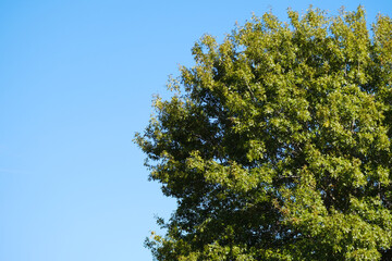 tree against blue sky