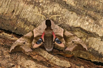 Poster Im Rahmen Close up of a colorful eyed hawk-moth, Smerinthus ocellatus © Henk