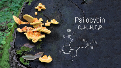 Chemical formula of psilocybin on a blackboard magic mushrooms.  Psilocybin mushrooms, a psychedelic drug that causes hallucinations