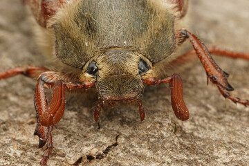 Close up of the head of a cockchafer, Maybug or doodlebug , Melolontha melolontha