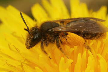 Andrena humilis is a specialist mining bee on dandelions
