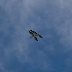 Pelican in full flight against a blue sky