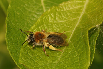 A female Early Mining Bee, Andrena haemorrhoa, resting on a leaf