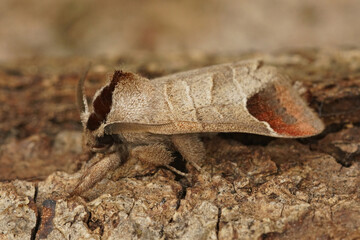 Close up of the chocolate-tip moth, Clostera curtula