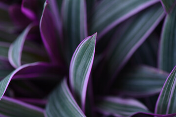 Purple variegated plant leaves