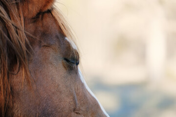 Close up of horse with eye shut on blurred background, sleepy and tired mare.