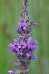 Close up of the flower of the purple loosestrife , Lythrum salicaria on green background 