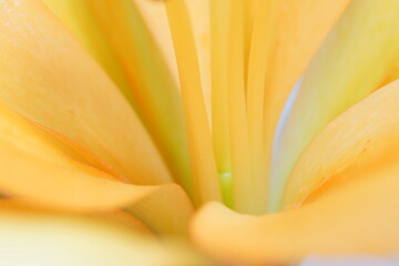 petal of lily flower