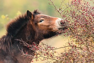 Exmoor pony (Equus ferus caballus), with beautiful green coloured background. Amazing endangered...