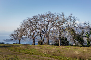 Bare trees in winter.