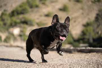 perro Bulldog francés negro corriendo y saltando