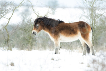 Exmoor pony (Equus ferus caballus), with beautiful white coloured background. Amazing endangered...