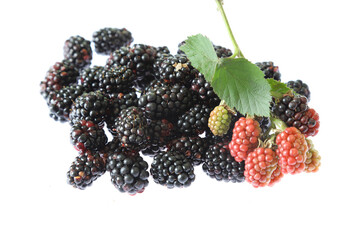 白バックのブラックベリー