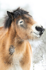 Fototapeta premium Exmoor pony (Equus ferus caballus), with beautiful white coloured background. Amazing endangered wild horse with brown hair in the snow. Wildlife scene from nature, Czech Republic
