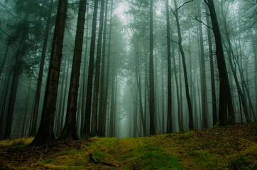 Fototapeta drzewa we mgle  obraz