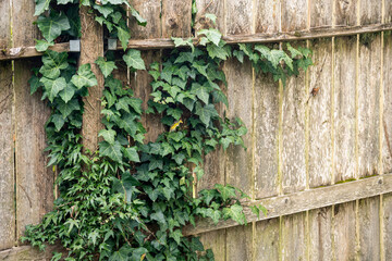 Rustic Wooden Fence Covered in Green Ivy