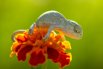 baby chameleon on a green background
