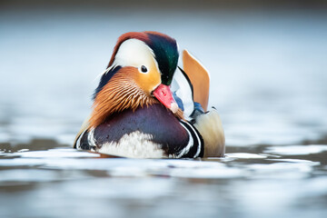 Mandarin duck (Aix galericulata), with the beautiful white coloured water surface. Beautiful duck...