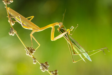 Praying mantis eating grasshopper - Mantis religiosa
