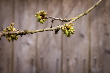 Cherry Tree Branch with Buds Getting Ready to Bloom