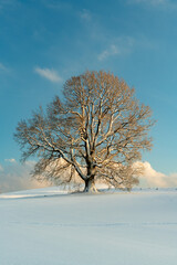 Fototapeta na wymiar Winterlandschaft Baum