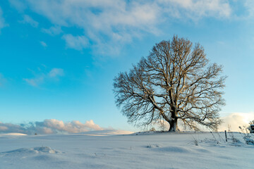 Baum Winterlandschaft