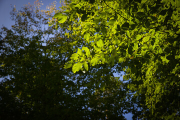 A tree branch covered with green leaves, lit by the summer sun.