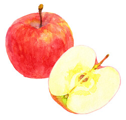 リンゴ　半分のりんご　水彩画