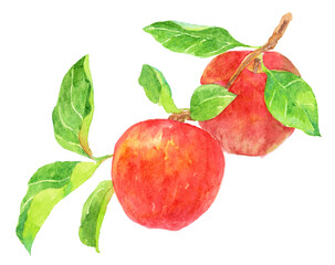 りんごの枝　2つのりんご　水彩画