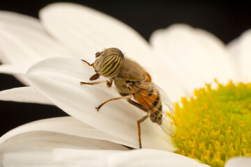 Close up  beautiful bee on flower

