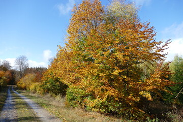 Herbstlich gefärbte Bäume an einem Feldweg