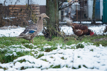 Male duck runner in winter with hens.
