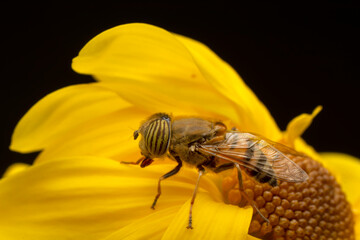 Bee macro isolated on flower  Package design element