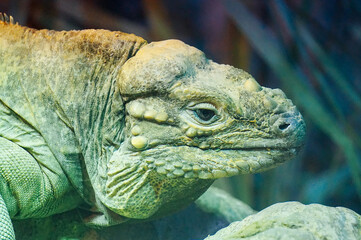 Green iguana lizard - close-up photograph