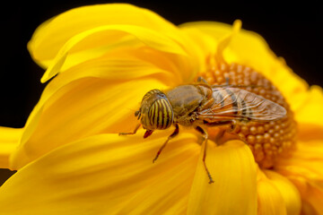 Bee macro isolated on flower  Package design element