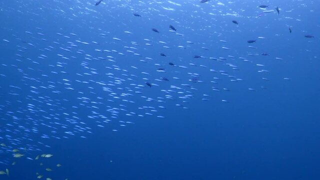 School of Boga in turquoise water of coral reef in Caribbean Sea, Curacao