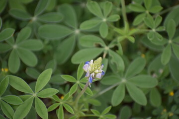 Springtime partially blooming Texas bluebonnet wildflower