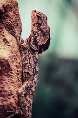 Fototapeta premium Iguana lizard climbing on a rock